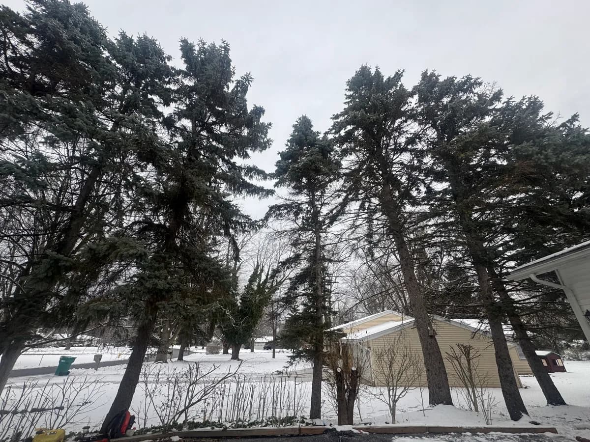 Professional arborist services crew in Western New York
