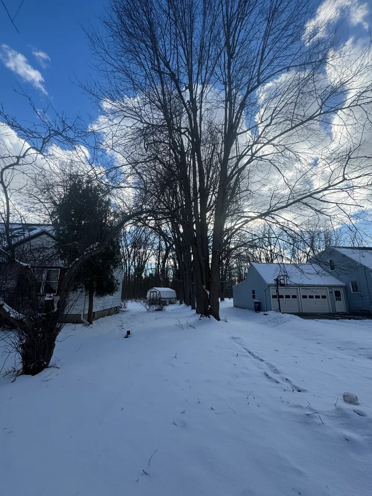 Tree service project in Williamsville, NY