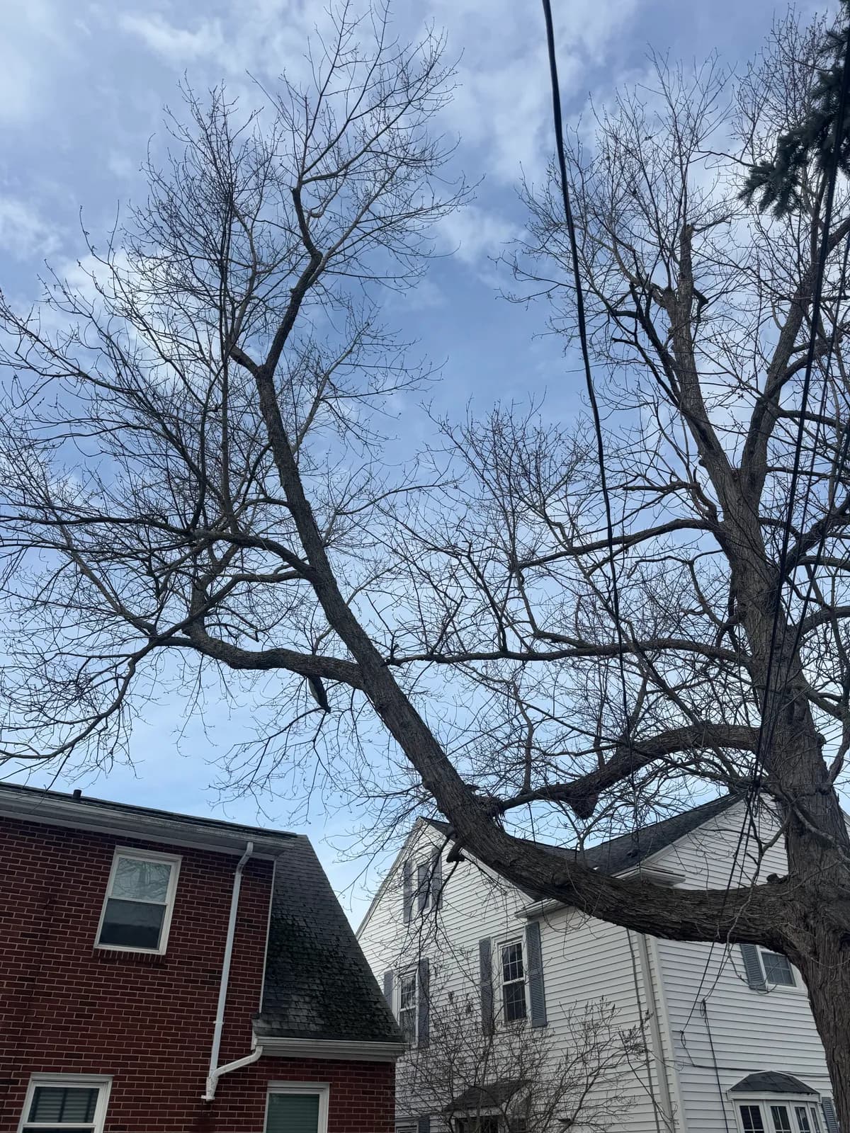 Arborist assessment in Buffalo NY — tree health inspection and clearance pruning