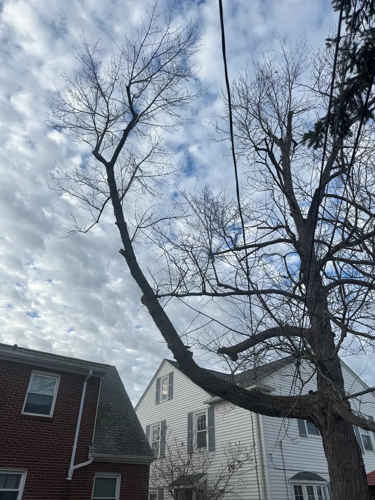 Tree trimming in Buffalo NY — professional pruning and deadwood removal