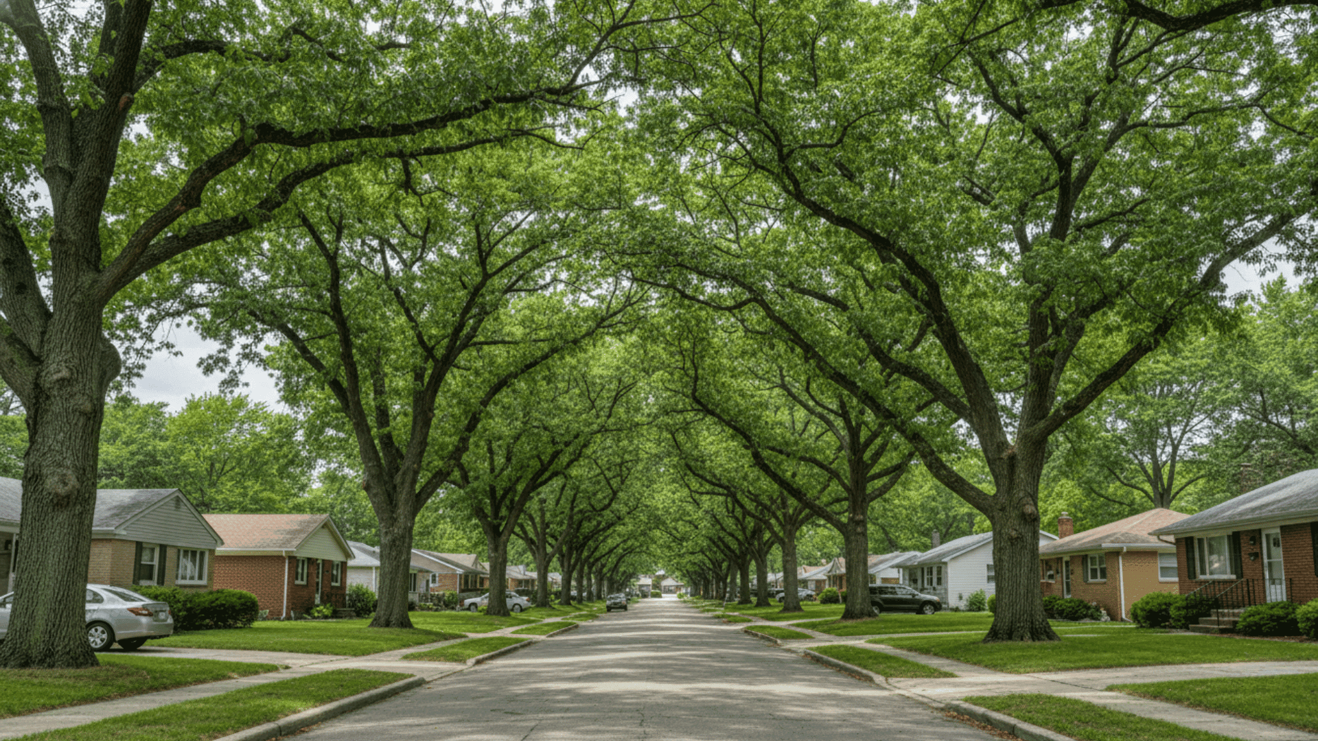 Tree service in North Tonawanda in Buffalo NY