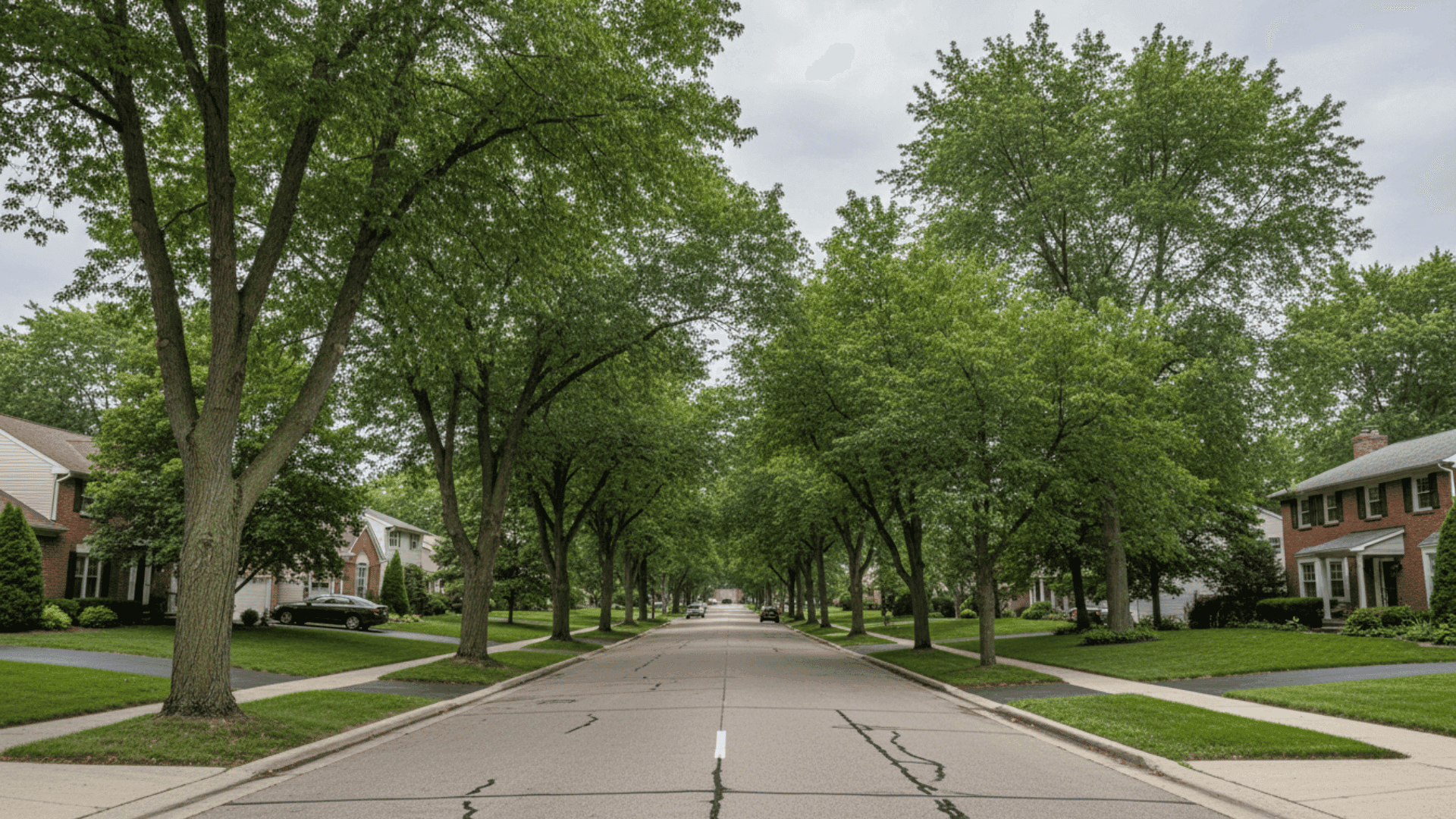 Tree service in Williamsville in Buffalo NY