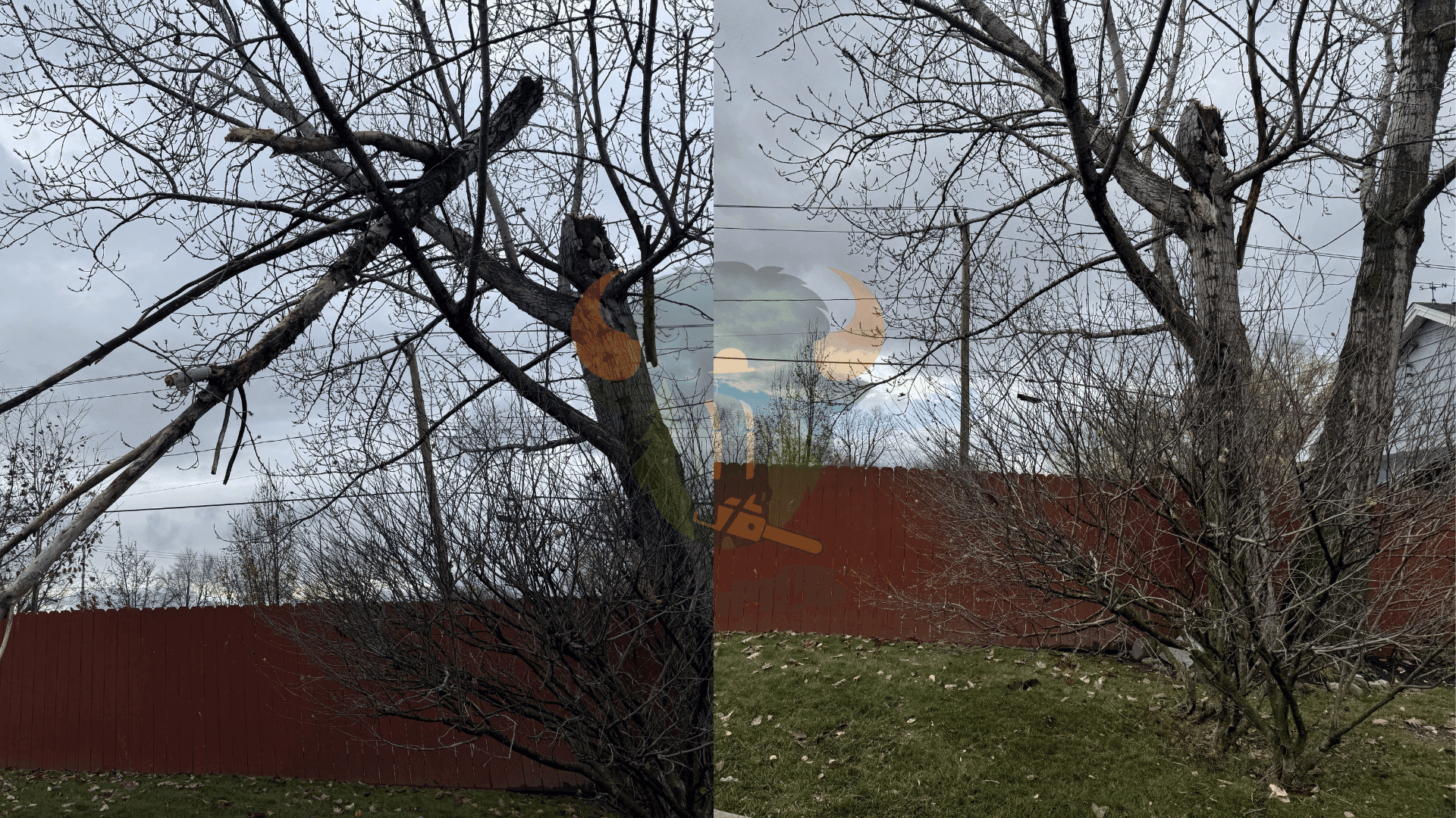 Commercial Tree Service in Buffalo NY