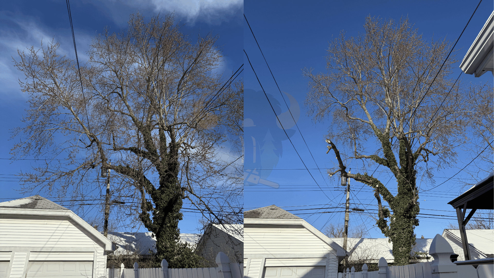 Tree Trimming in Buffalo NY